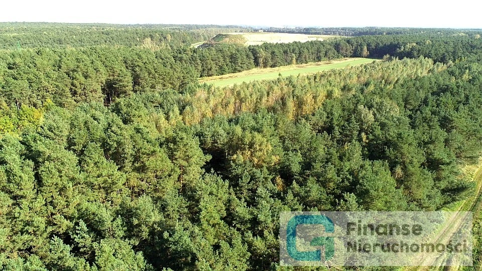 🌲 Działka leśna 1,01 ha | Pukinin k. Rawy Mazowieckiej | Stary drzewostan | Cisza i prywatność