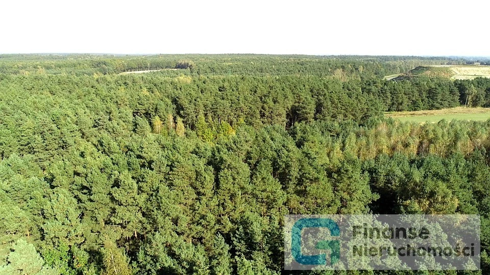 🌲 Działka leśna 1,01 ha | Pukinin k. Rawy Mazowieckiej | Stary drzewostan | Cisza i prywatność