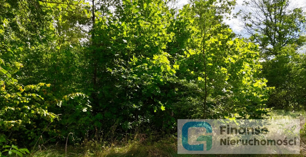 Zdjęcie 5